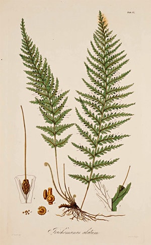 Pteridophyta