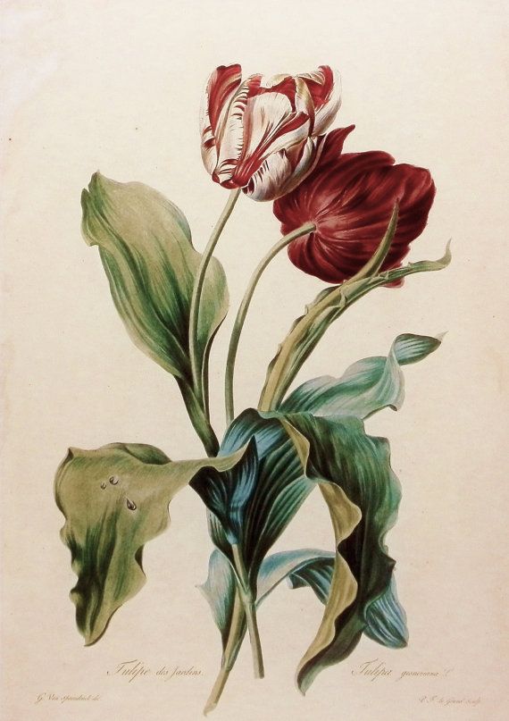 tulips