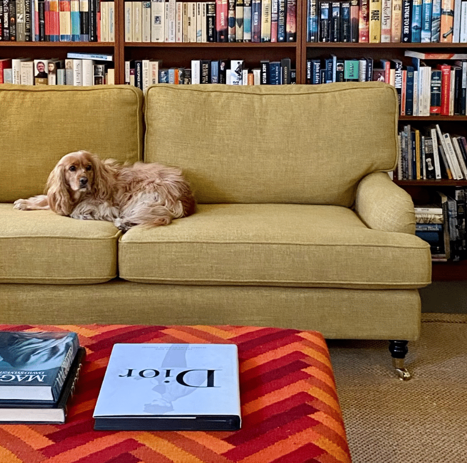 Interior styling, sofa and dog
