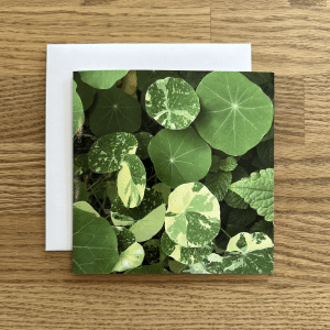 feeling very inspired my these stunning nasturtium leaves