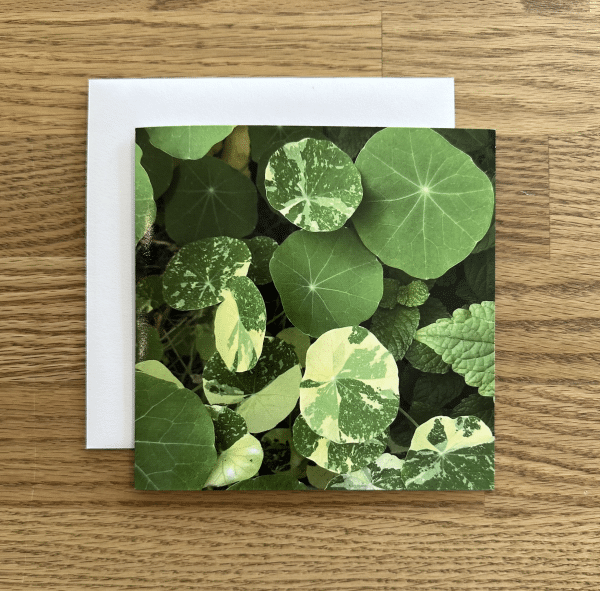 feeling very inspired my these stunning nasturtium leaves