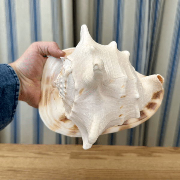 JACKA DESIGN - Sea Shell Helmet Hand