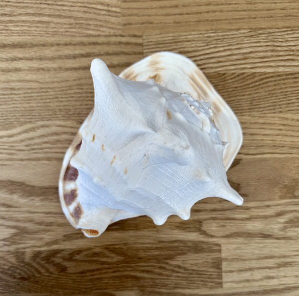JACKA DESIGN - Sea Shell Helmet Top