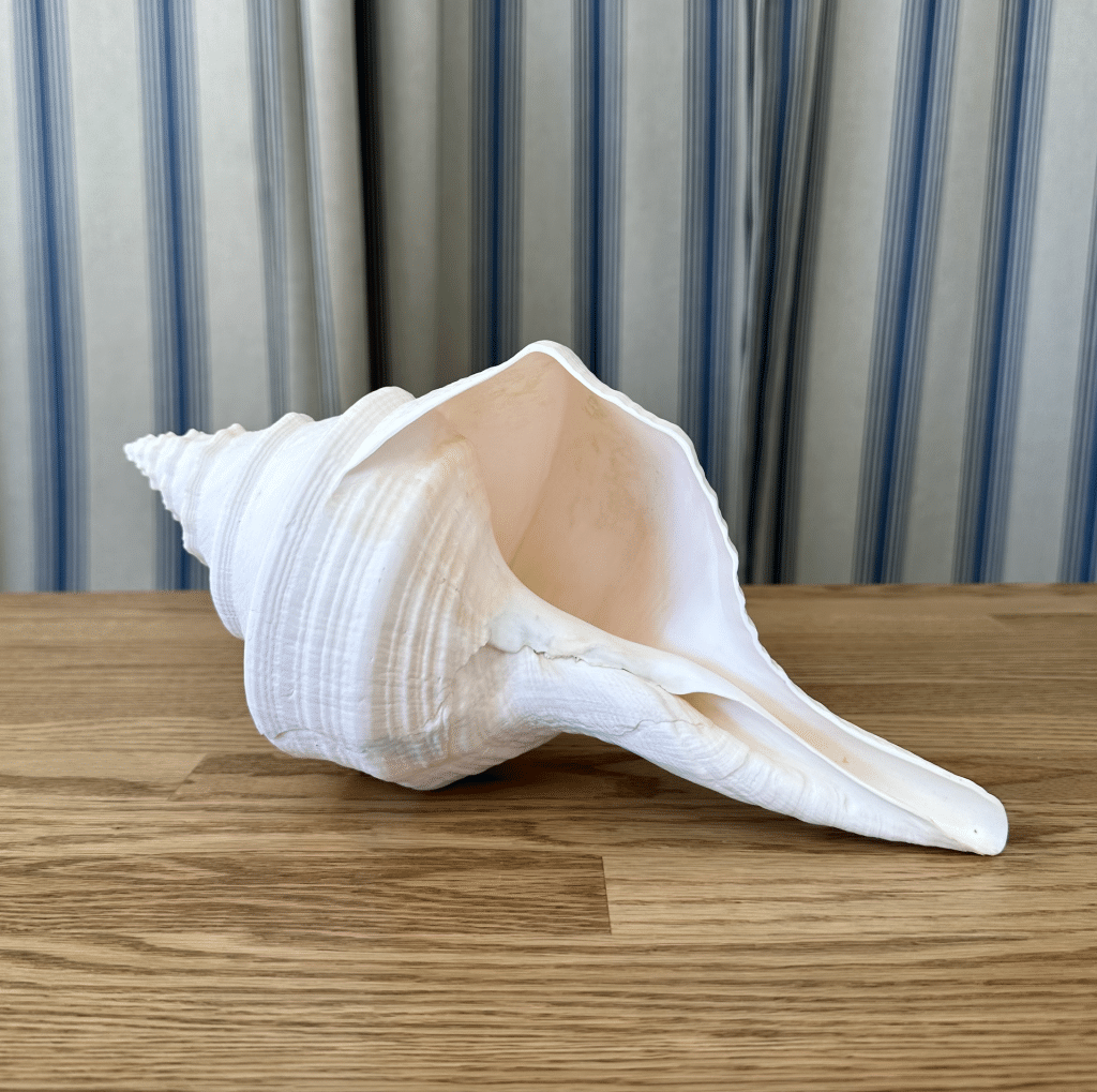 JACKA DESIGN - Sea Shell Trumpet