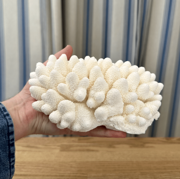 JACKA DESIGN - Sea Coral Finger Hand
