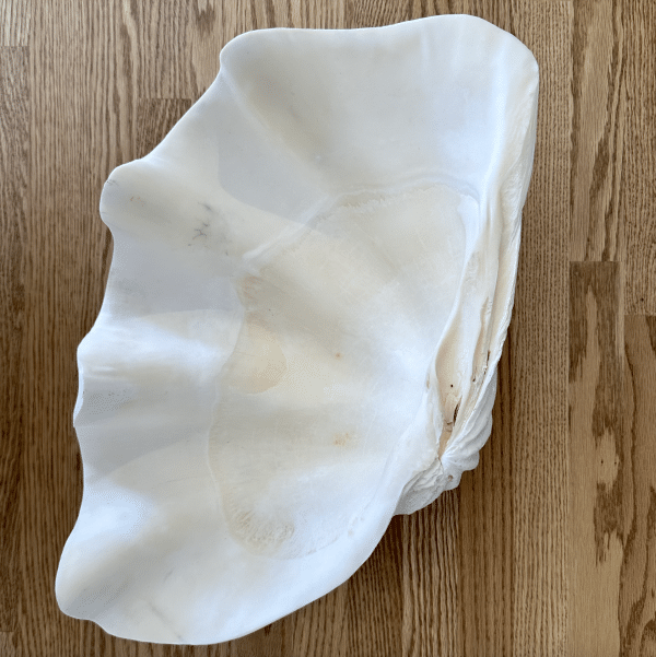 JACKA DESIGN - Sea Clam Giant Top