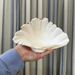 JACKA DESIGN - Sea Shell Strawberry Clam Half
