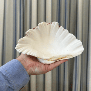 JACKA DESIGN - Sea Shell Strawberry Clam Half