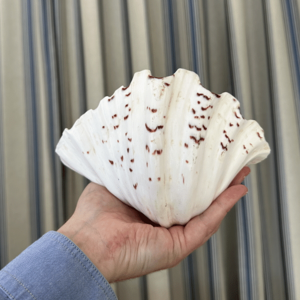 JACKA DESIGN - Sea Shell Strawberry Clam Half