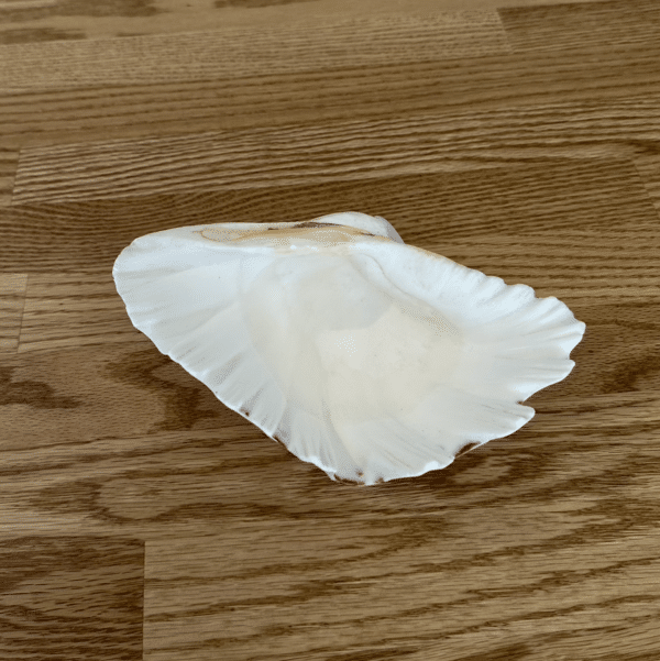 JACKA DESIGN - Sea Shell Strawberry Clam Half - Image 4