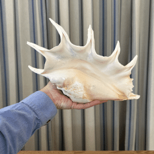 JACKA DESIGN - Sea Shell Spider Giant