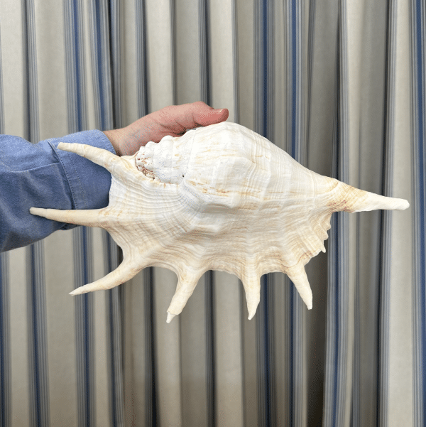 JACKA DESIGN - Sea Shell Spider Giant - Image 2