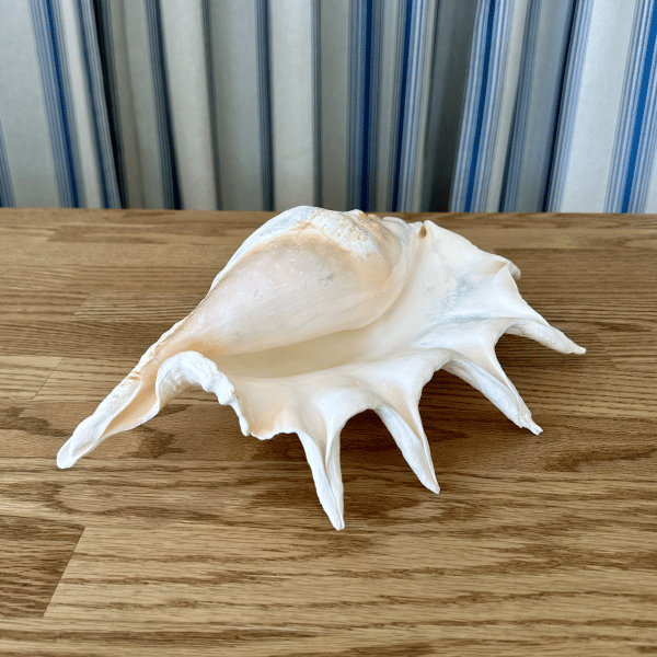 JACKA DESIGN - Sea Shell Spider Giant B