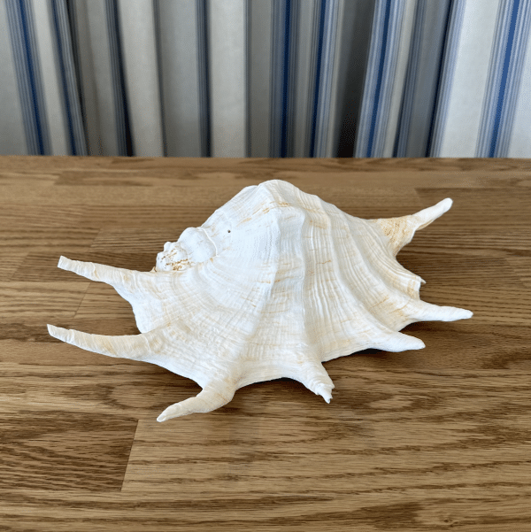JACKA DESIGN - Sea Shell Spider Giant - Image 4