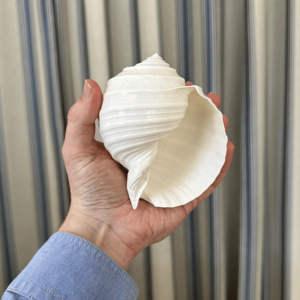 JACKA DESIGN - Sea Shell Tun