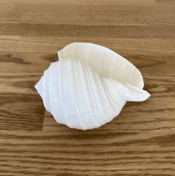 JACKA DESIGN - Sea Shell Tun - Image 2