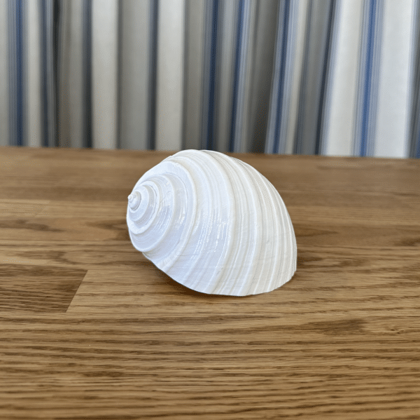 JACKA DESIGN - Sea Shell Tun - Image 3