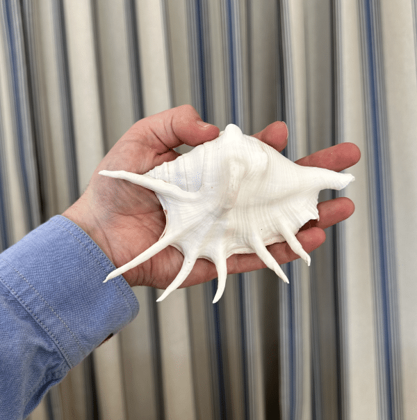 JACKA DESIGN - Sea Shell Spider Palm