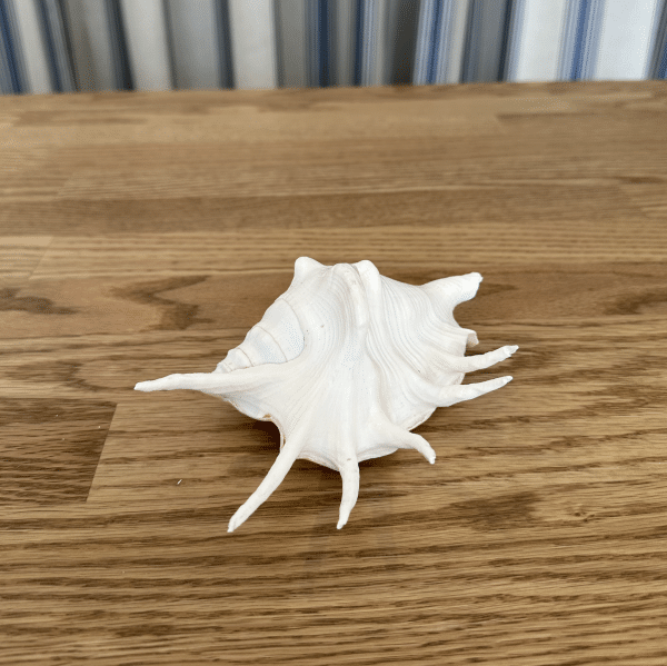 JACKA DESIGN - Sea Shell Spider Palm