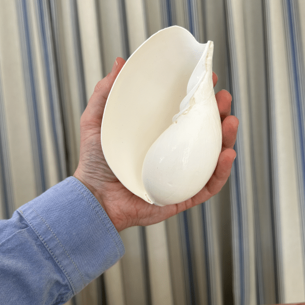 JACKA DESIGN - Sea Shell Volute
