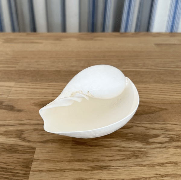 JACKA DESIGN - Sea Shell Volute - Image 2