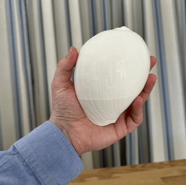 JACKA DESIGN - Sea Shell Volute - Image 3