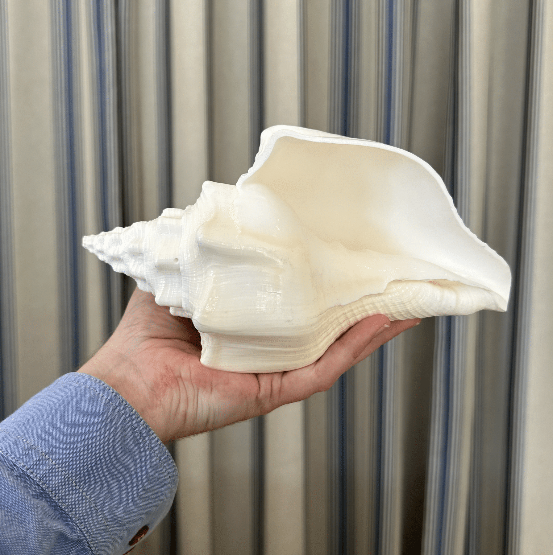 JACKA DESIGN - Sea Shell Lamp Giant