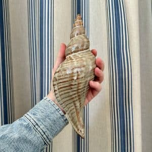 JACKA DESIGN - Ceramic Conch Shell