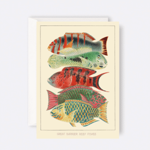 Madame Treacle - Card Great Barrier Reef Fishes