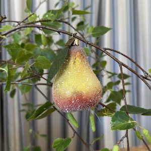 JACKA DESIGN - Decoration Pear